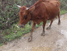 Хорошая корова срочно 