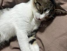 Отдам в добрые руки