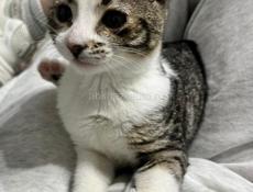 Отдам в добрые руки