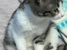 Отдам в добрые руки