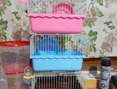 Сирийские хомяки.