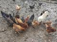 Продаю домашние куры 