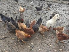 Продаю домашние куры 