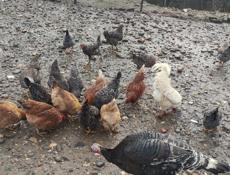 Продаю домашние куры 
