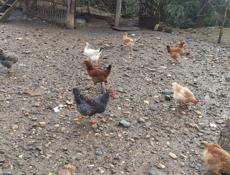 Продаю домашние куры 