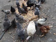 Продаю домашние куры 