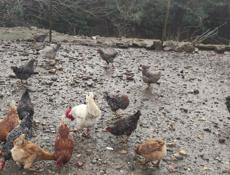 Продаю домашние куры 