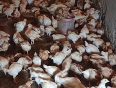 Продаю цыплят несушек им месяц и неделя. 