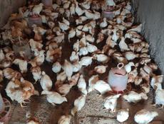 Продаю цыплят несушек им месяц и неделя. 