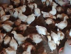 Продаю цыплят несушек им месяц и неделя. 