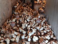 Продаю цыплят несушек им месяц и неделя. 