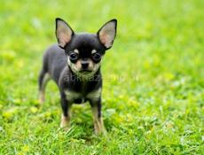 Продаю собаку Чистокровный Чихуахуа 