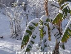 Продаю железные листы , двоика толщина , 2.50 длина , 1.30 ширина 