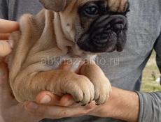 Французский бульдог