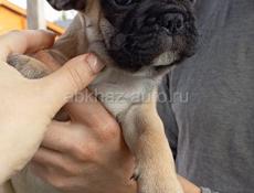 Французский бульдог