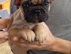 Французский бульдог