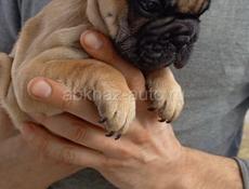 Французский бульдог