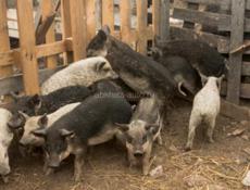 Поросята 