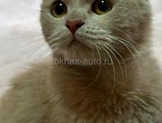 Котенок мальчик