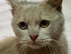 Котенок мальчик