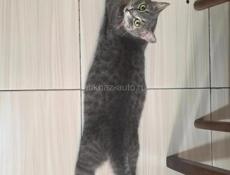 Отдам кота в добрый руки  