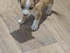 Щенки 