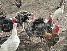 Продаю домашние ... 