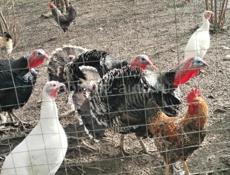 Продаю домашние ... 