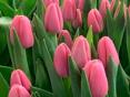 Купим Тюльпаны 