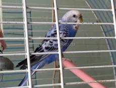 Продаю попугая с клеткой