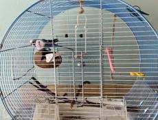 Продаю попугая с клеткой