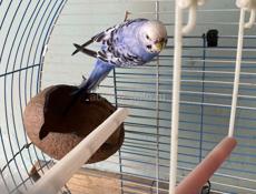 Продаю попугая с клеткой