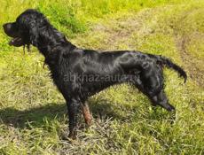 Потерялась собака