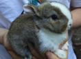 Карликовые кролики.