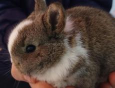 Карликовые кролики.