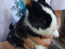 Карликовые кролики.