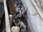 Поросята двухмесячные