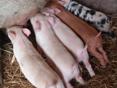 Продаются поросята 