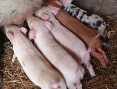 Продаются поросята 