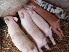 Продаются поросята 