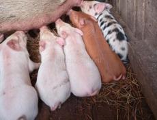 Продаются поросята 
