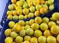 Продам лимон 