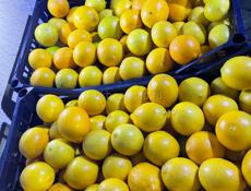 Продам лимон 