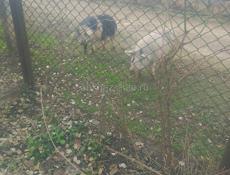 Продаю свинью
