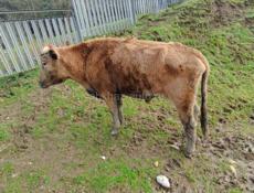  бычок 180/200 кг