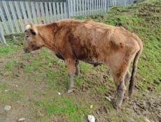  бычок 180/200 кг