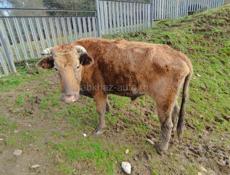  бычок 180/200 кг