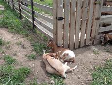 Продам камерунских козлят и овец Асаф