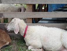 Продам камерунских козлят и овец Асаф