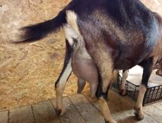 Продам камерунских козлят и овец Асаф